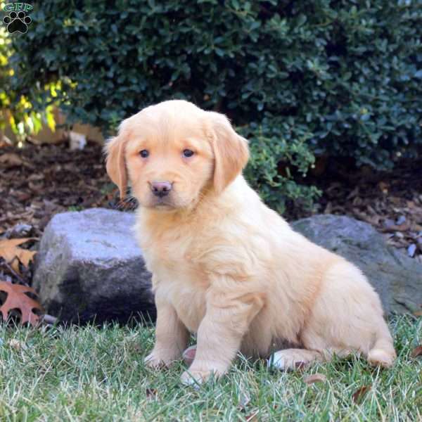 Breena, Golden Retriever Puppy