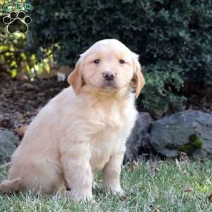 Breena, Golden Retriever Puppy