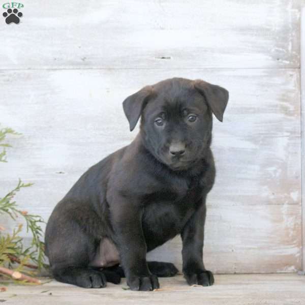 Brenda, Labrador Mix Puppy