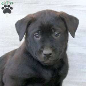 Brenda, Labrador Mix Puppy