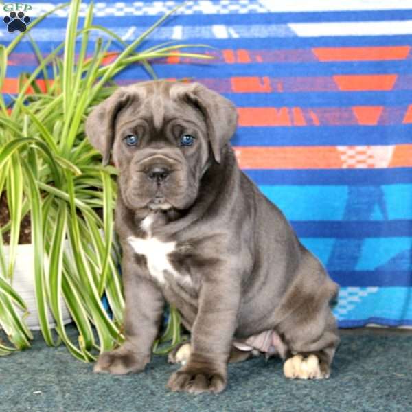Brenda, Cane Corso Puppy