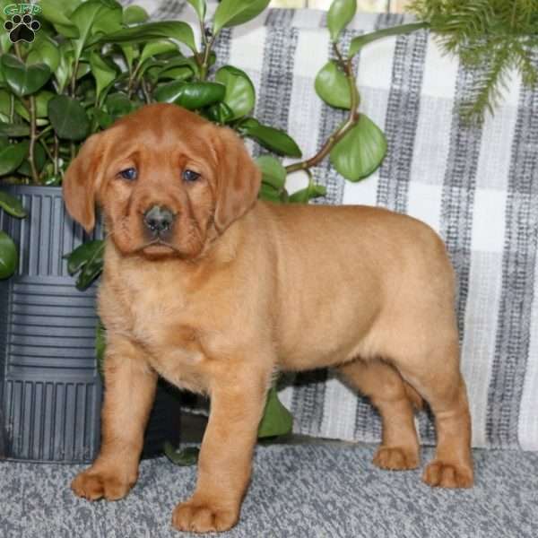 Brenda, Fox Red Labrador Retriever Puppy