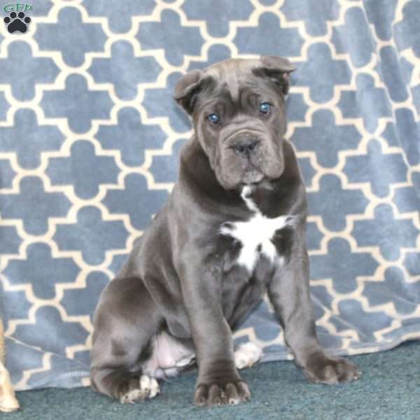 Brenda, Cane Corso Puppy