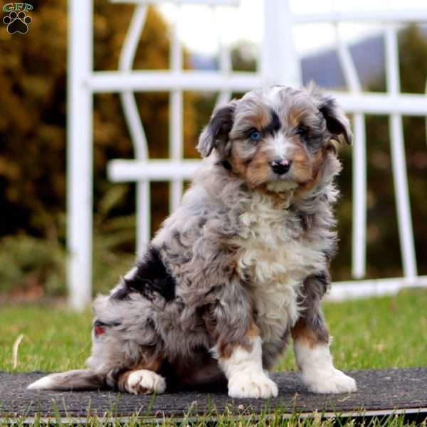 Brenda, Mini Aussiedoodle Puppy