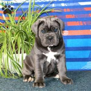 Brenda, Cane Corso Puppy