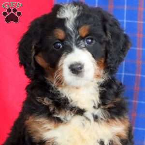 Brenda, Bernedoodle Puppy