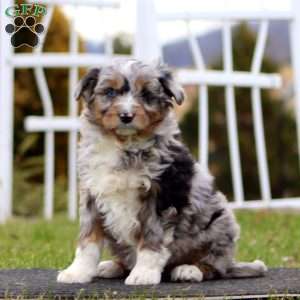 Brenda, Mini Aussiedoodle Puppy