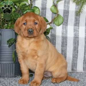 Brenda, Fox Red Labrador Retriever Puppy