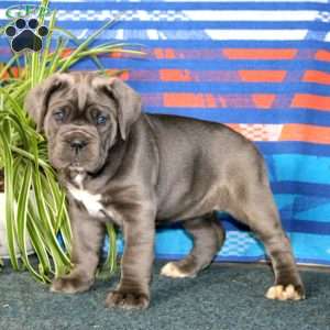 Brenda, Cane Corso Puppy