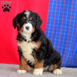 Brenda, Bernedoodle Puppy