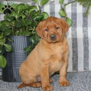 Brenda, Fox Red Labrador Retriever Puppy