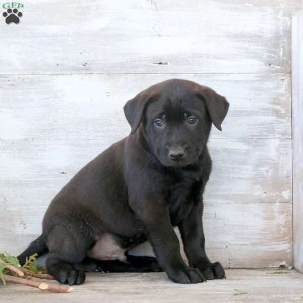 Brent, Labrador Mix Puppy