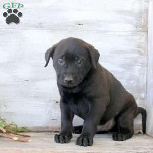 Brent, Labrador Mix Puppy