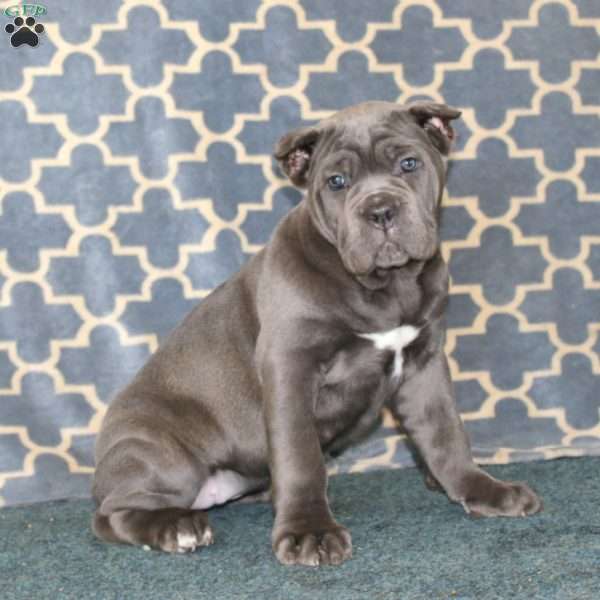 Brianna, Cane Corso Puppy