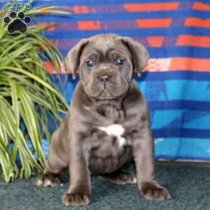 Brianna, Cane Corso Puppy
