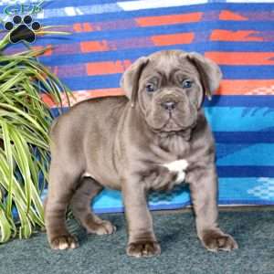 Brianna, Cane Corso Puppy
