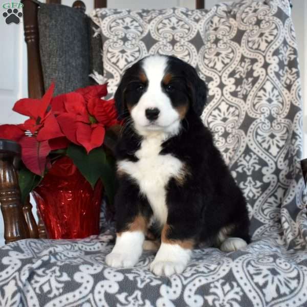 Bridget, Mini Bernedoodle Puppy