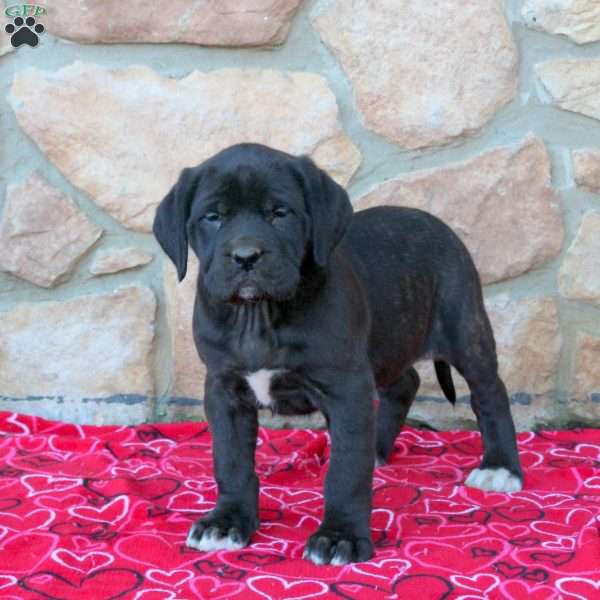 Bridgette, English Mastiff Puppy