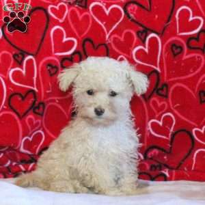 Bridgette, Miniature Poodle Puppy