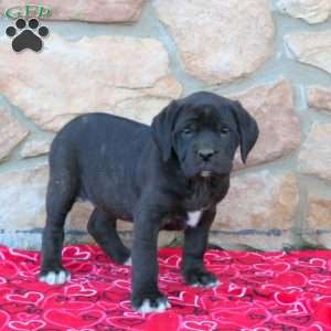 Bridgette, English Mastiff Puppy