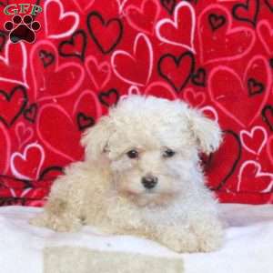 Bridgette, Miniature Poodle Puppy