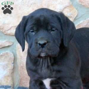 Bridgette, English Mastiff Puppy