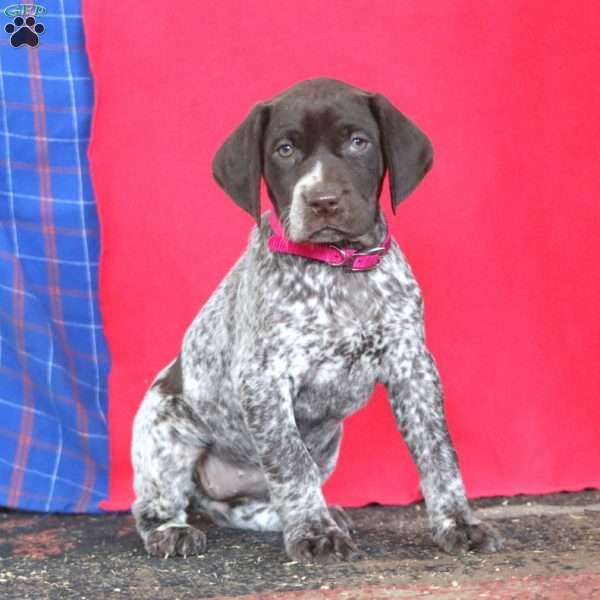 Brie, German Shorthaired Pointer Puppy