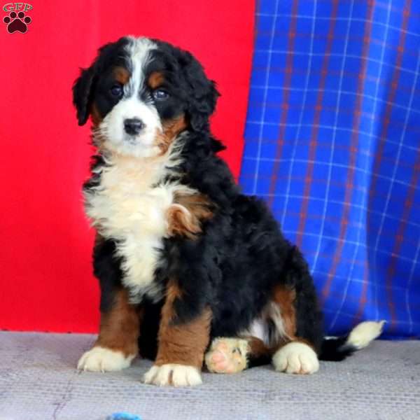 Brie, Bernedoodle Puppy