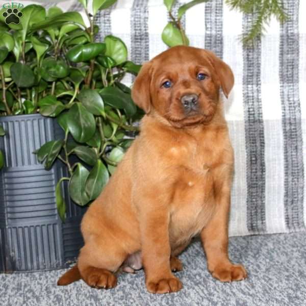 Brie, Fox Red Labrador Retriever Puppy