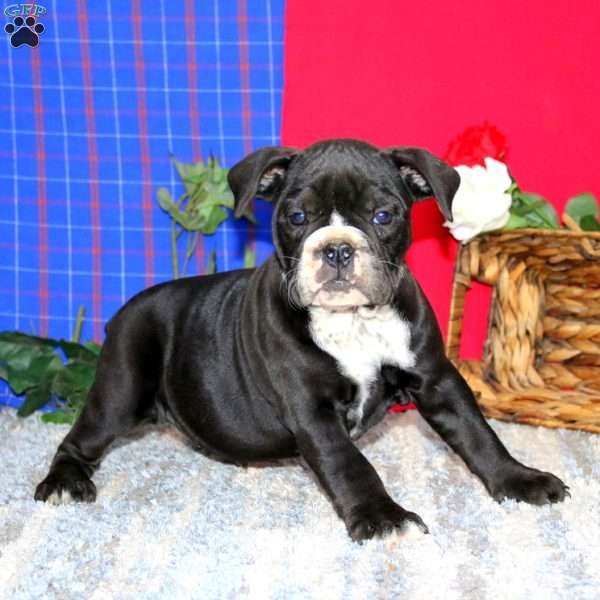 Brie, Olde English Bulldogge Puppy