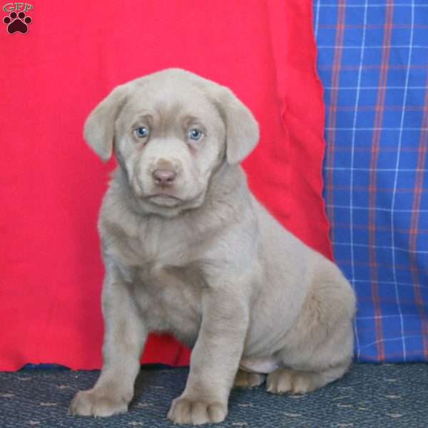 Brie, Silver Labrador Retriever Puppy