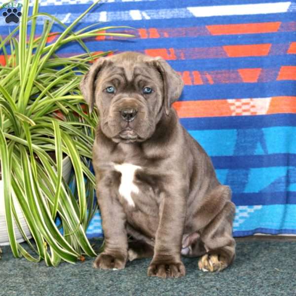 Brie, Cane Corso Puppy
