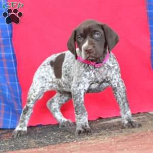 Brie, German Shorthaired Pointer Puppy