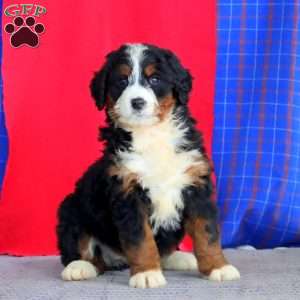 Brie, Bernedoodle Puppy