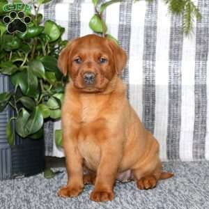 Brie, Fox Red Labrador Retriever Puppy
