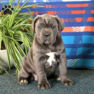 Brie, Cane Corso Puppy