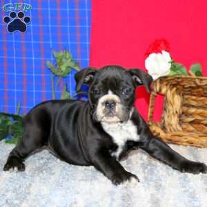 Brie, Olde English Bulldogge Puppy