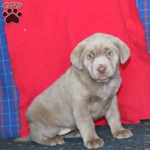Brie, Silver Labrador Retriever Puppy