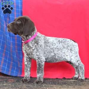 Brie, German Shorthaired Pointer Puppy