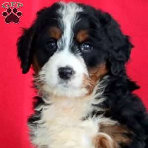 Brie, Bernedoodle Puppy
