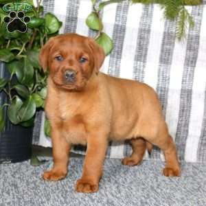 Brie, Fox Red Labrador Retriever Puppy