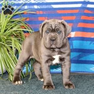 Brie, Cane Corso Puppy