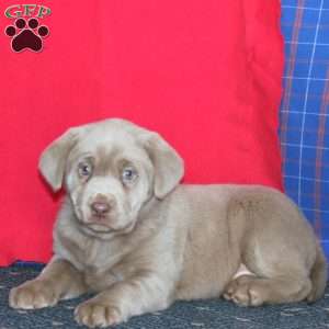 Brie, Silver Labrador Retriever Puppy