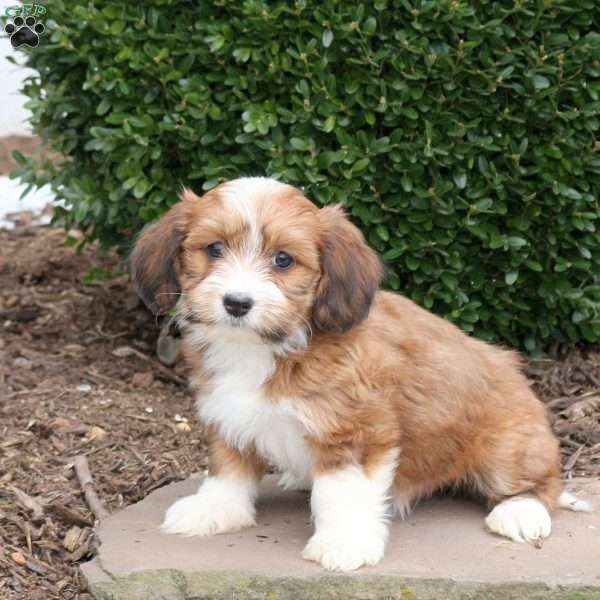 Brio, Havanese Puppy