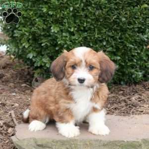 Brio, Havanese Puppy