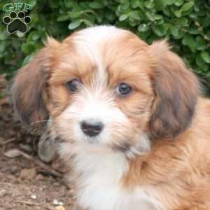 Brio, Havanese Puppy