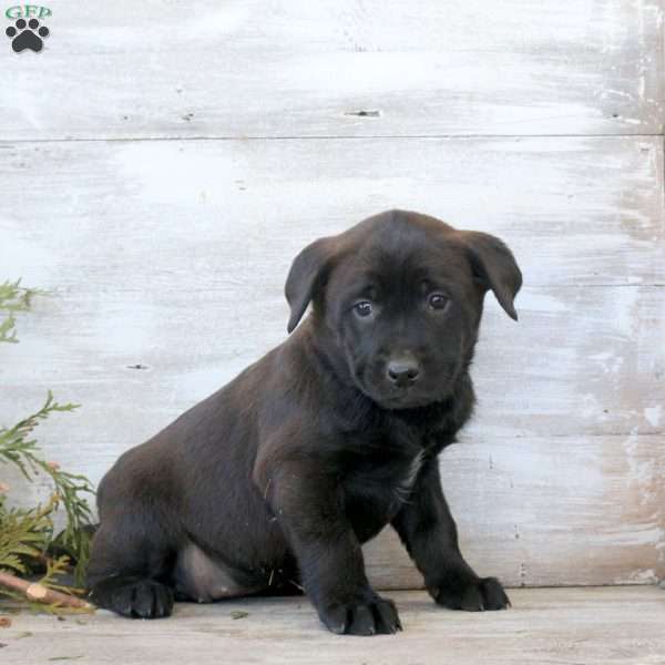 Brittany, Labrador Mix Puppy
