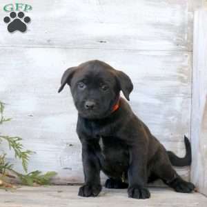 Brittany, Labrador Mix Puppy