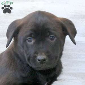 Brittany, Labrador Mix Puppy