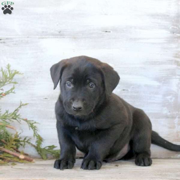 Brody, Labrador Mix Puppy